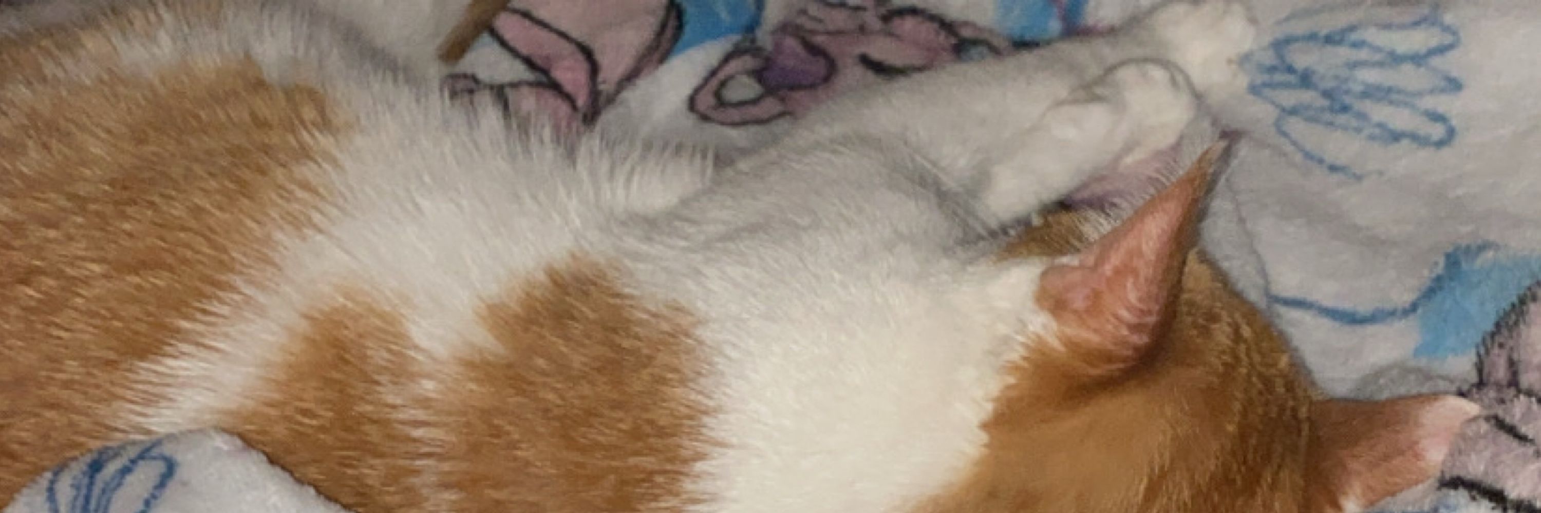 ♡