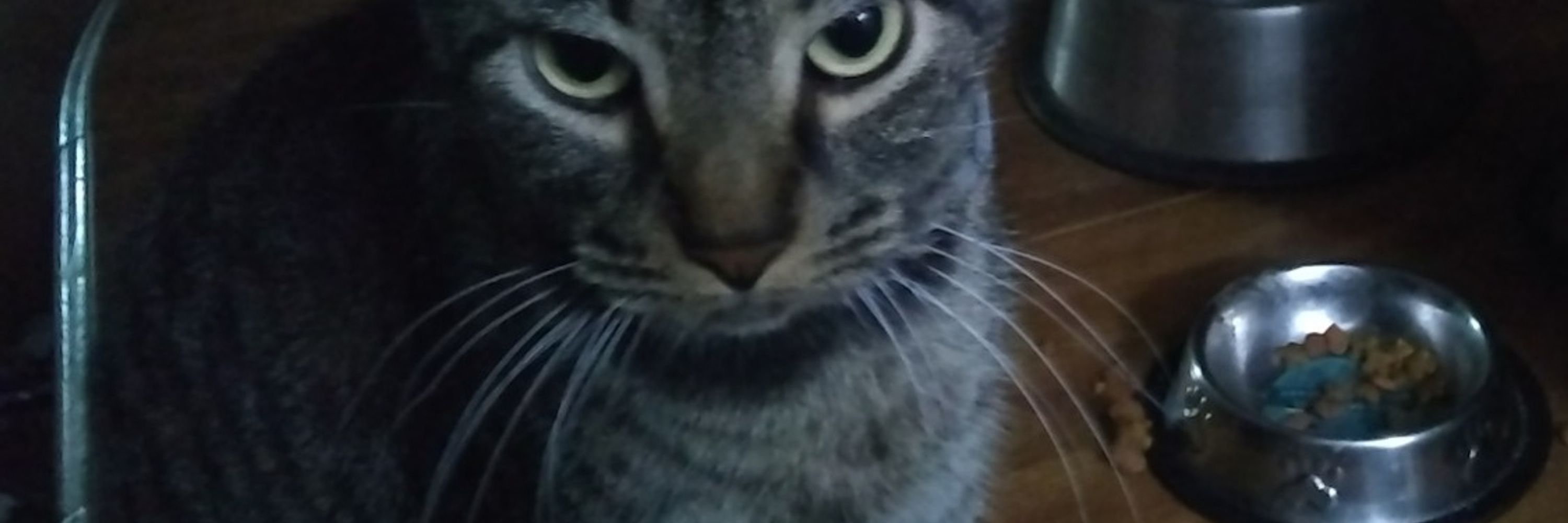 bratpack - USAF/DAV/VFW (OCD) => Obsessive Cat Disorder