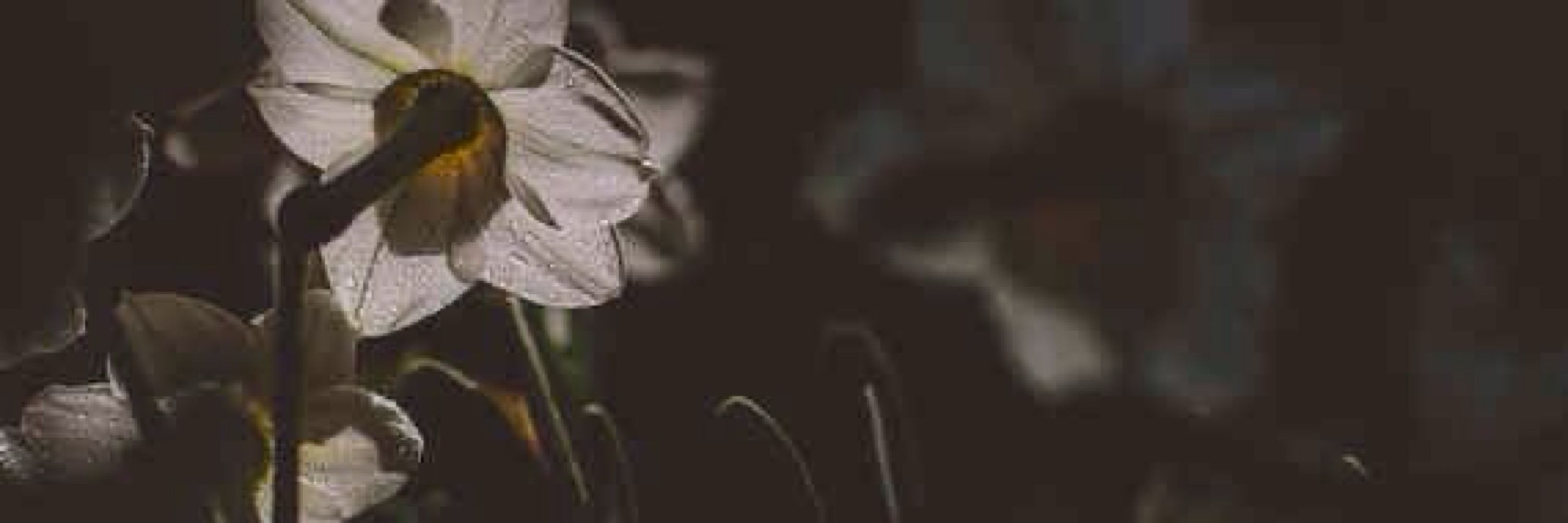 Dark