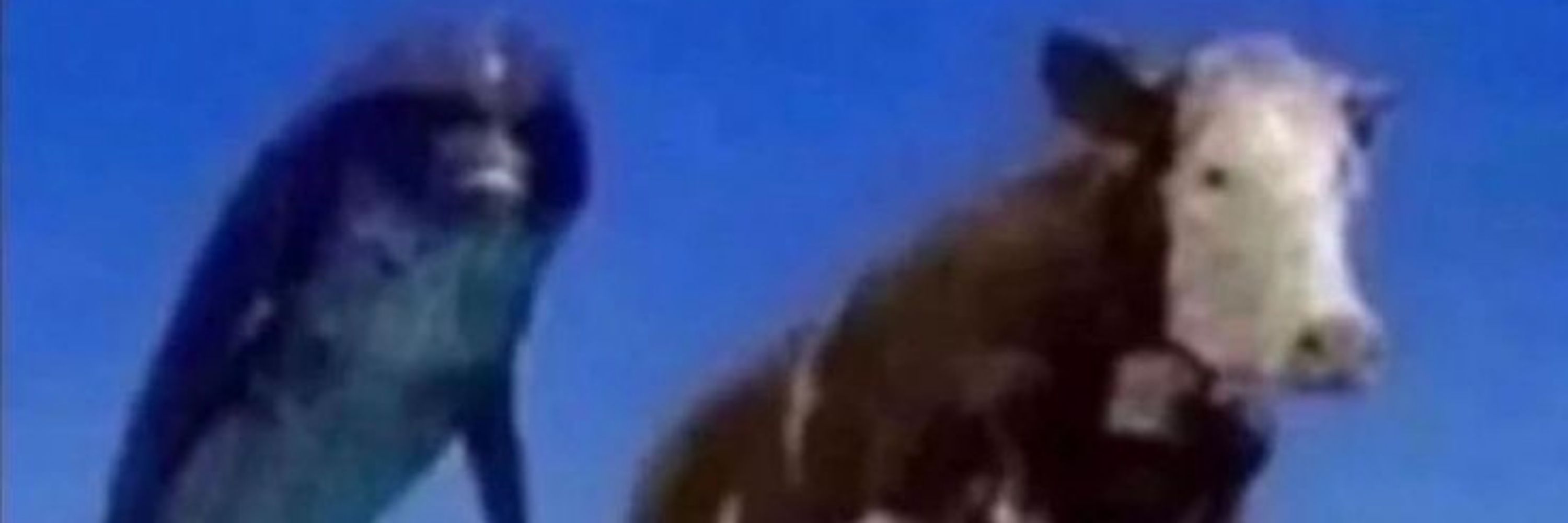 Bamba