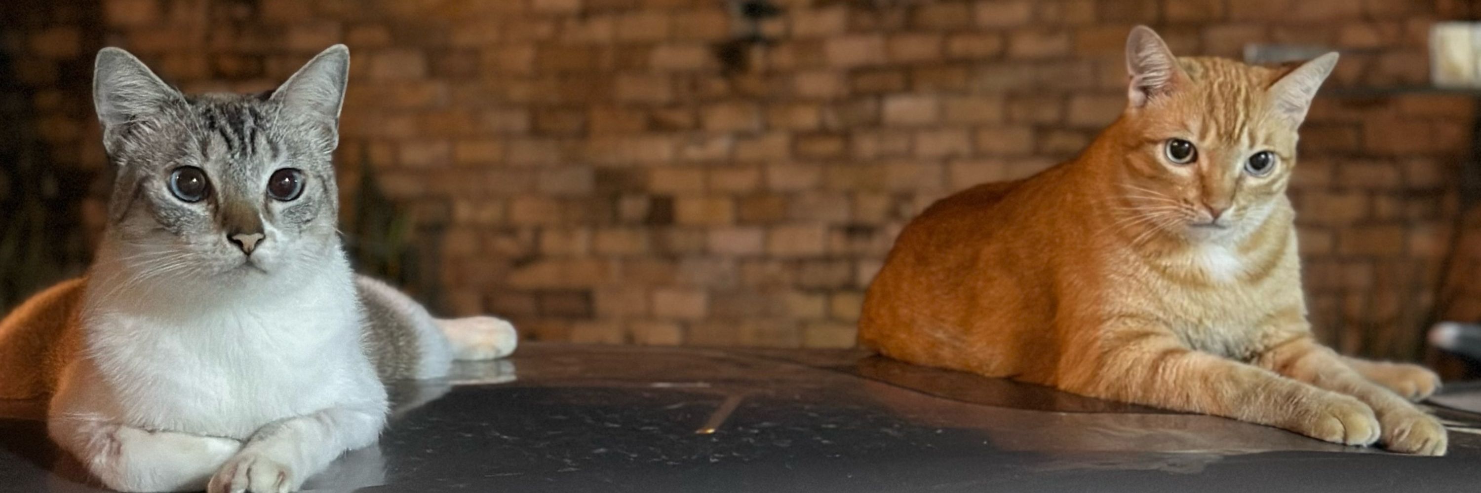 Mãe de gato 