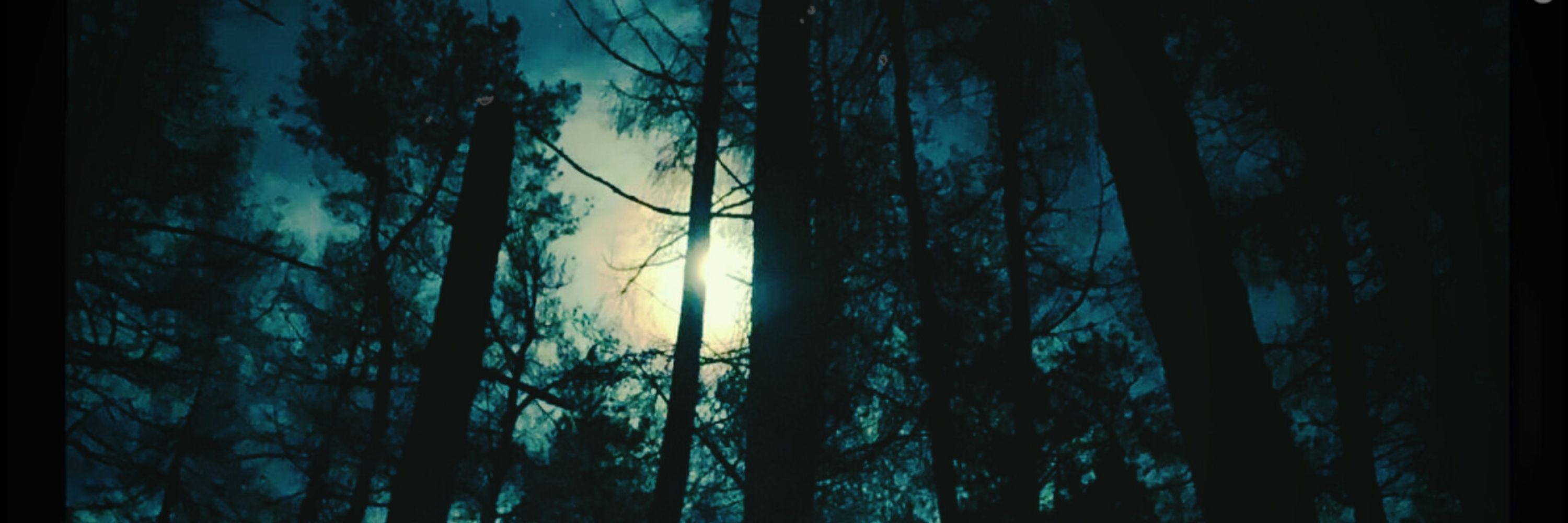 Mapped By A Forest