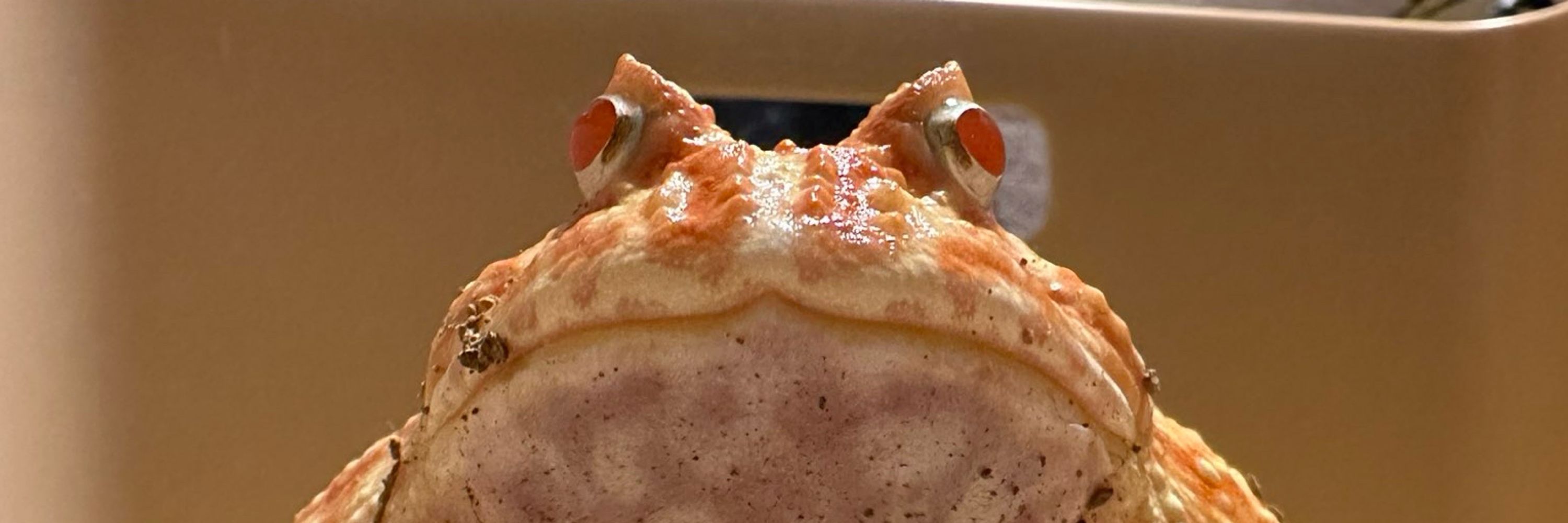 めるたす