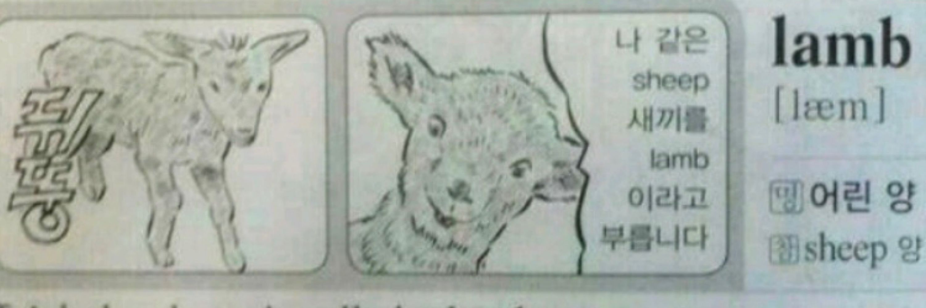 𖤐 sheep 새끼 
