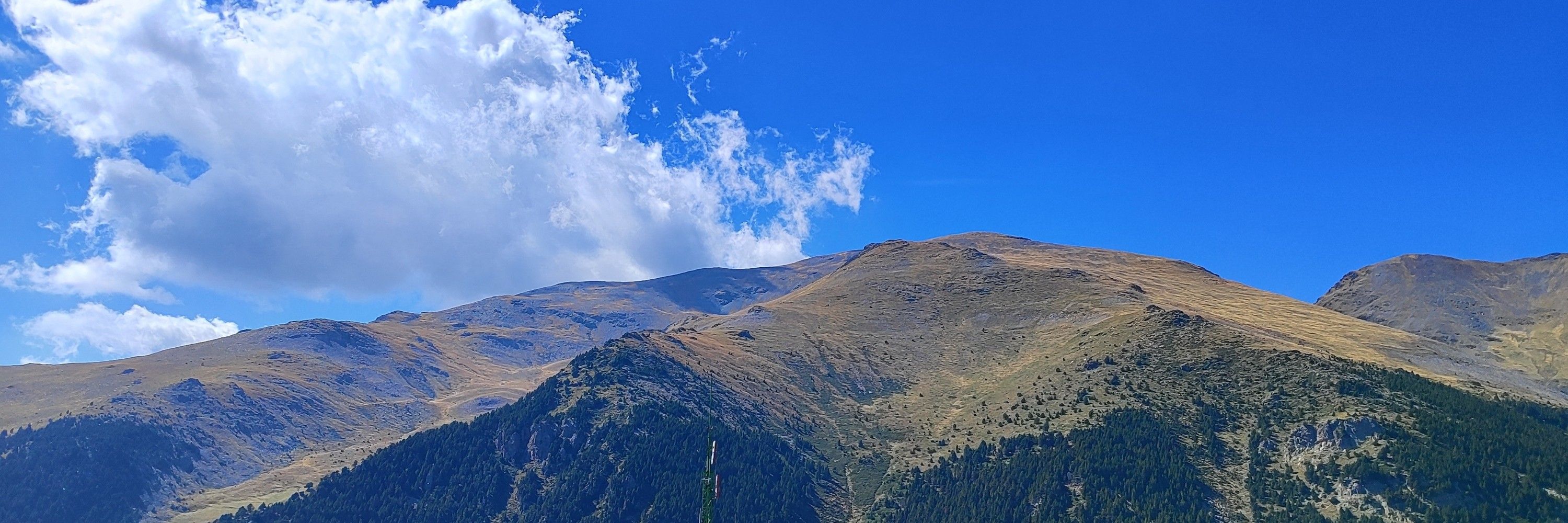 Waldbaderin