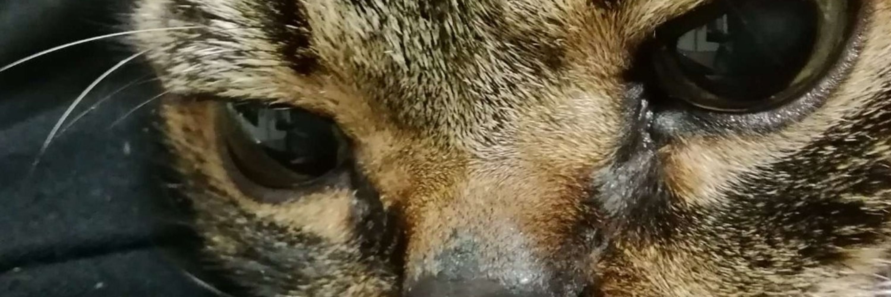 おたえろ