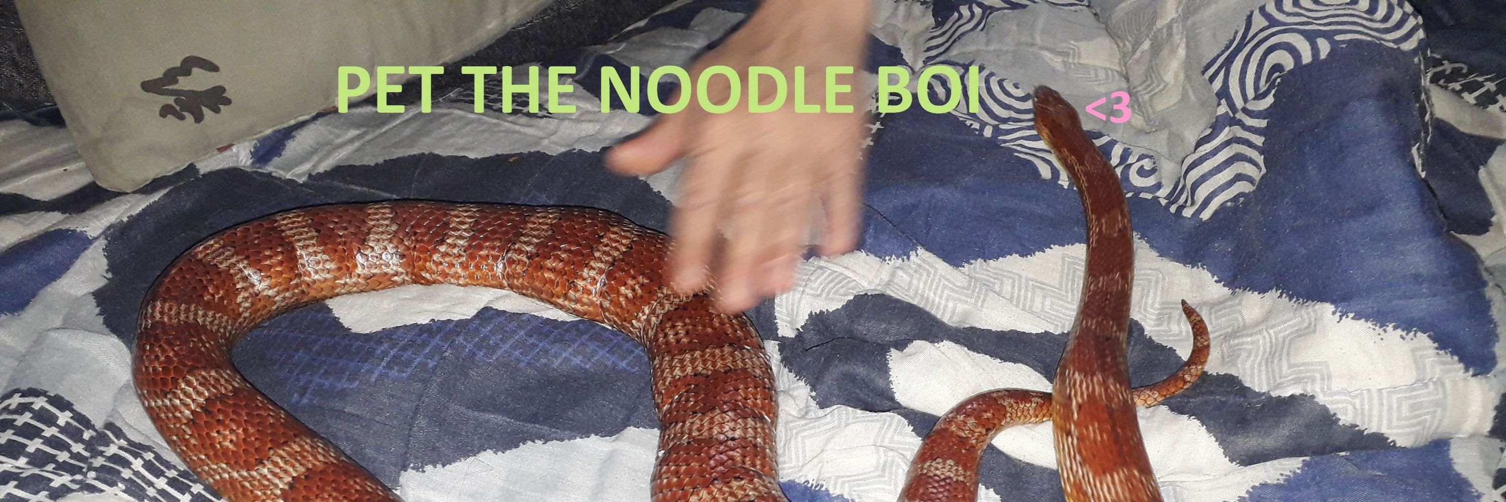 🐍𝑆𝑛𝑒𝑎𝑘𝑦'𝑠 𝑀𝑜𝑚👾