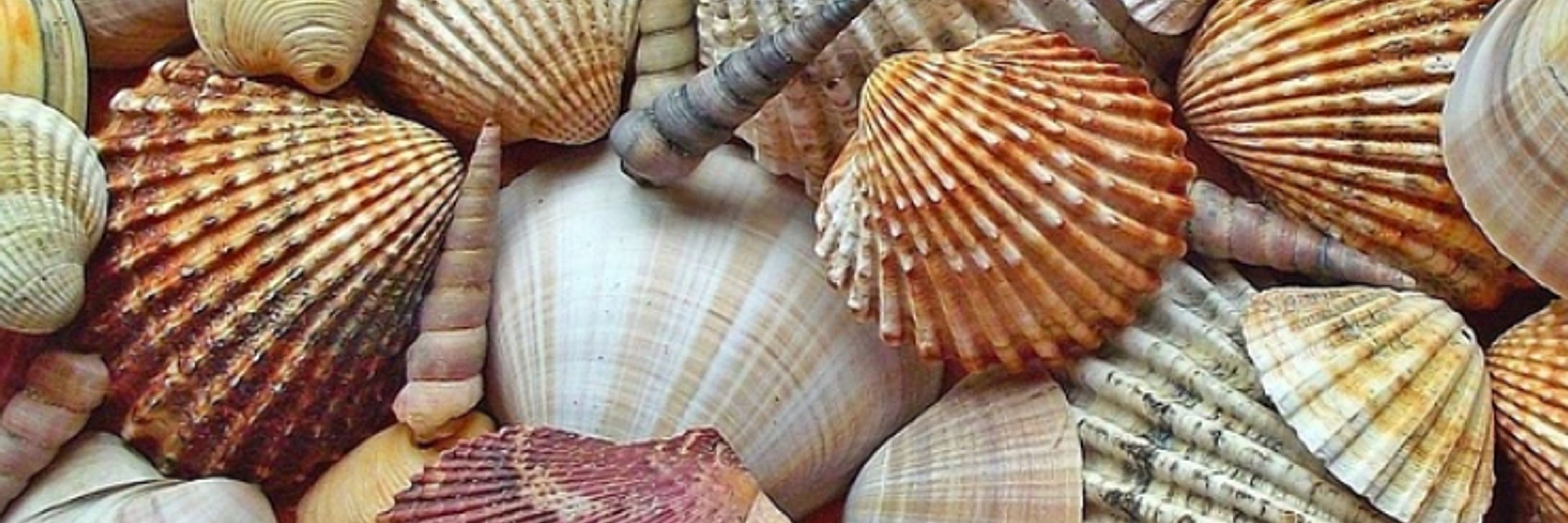 Shell Game