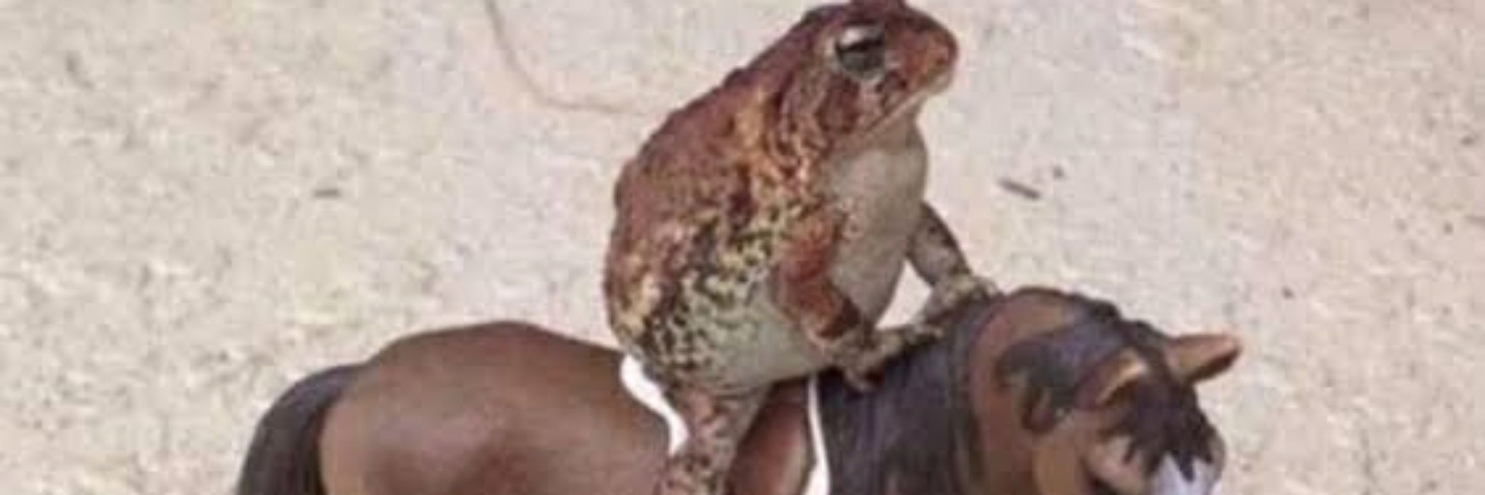 FrogDumb