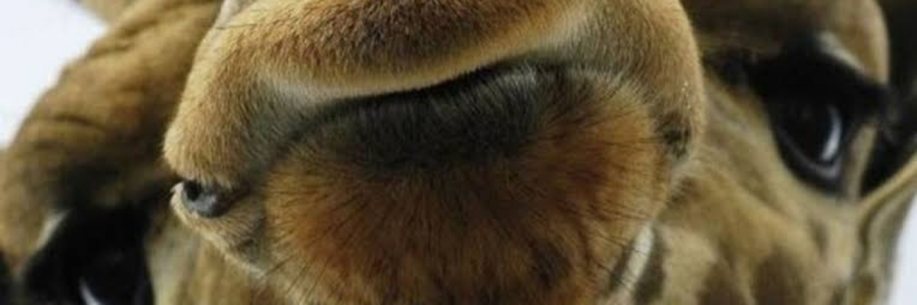 Raffegi
