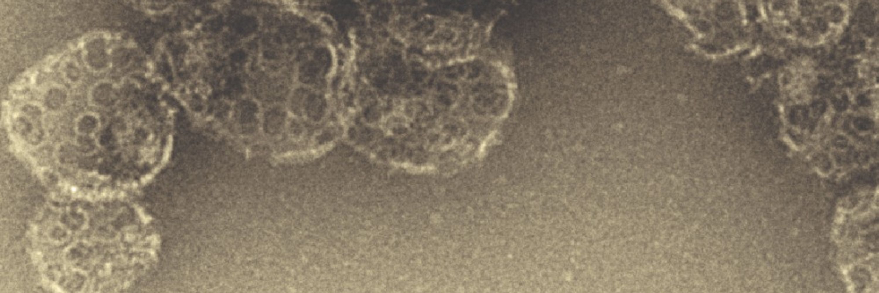 Molecular Machines & Structural Virology Group