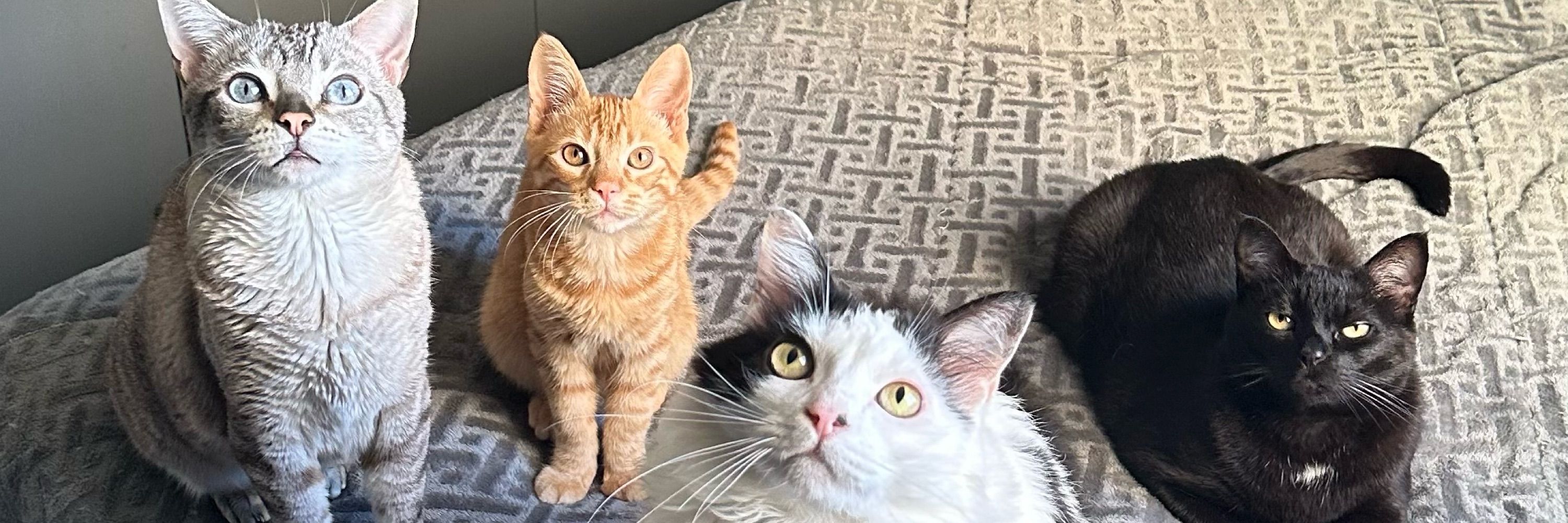 Gato Miu