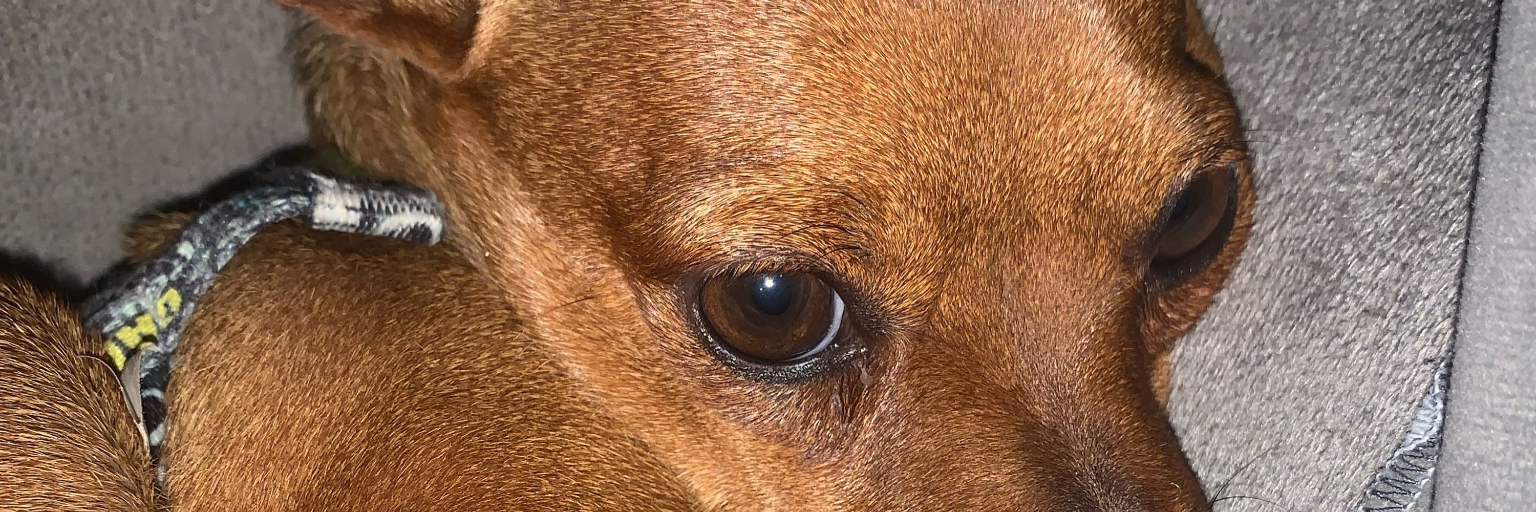 Dey