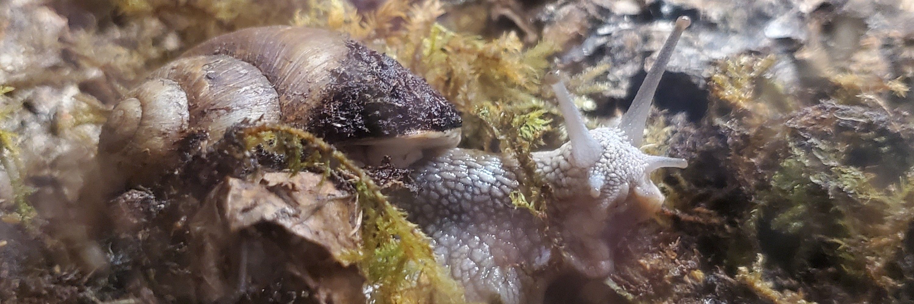 Teeth