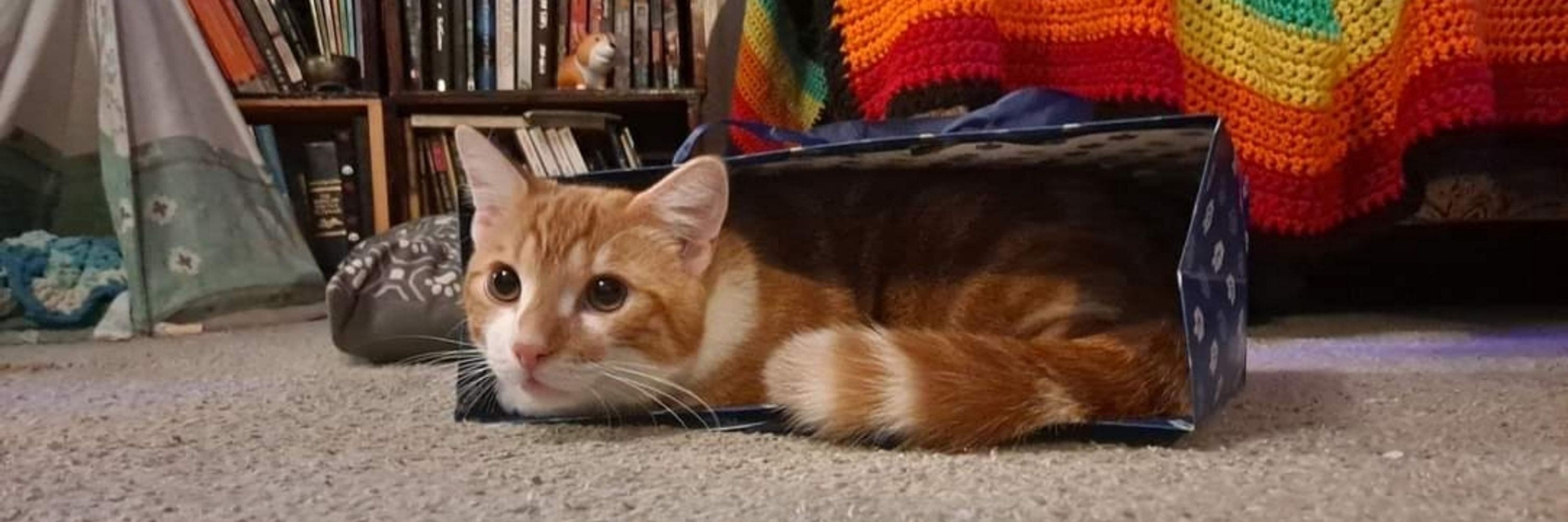 Wiggly Charlie