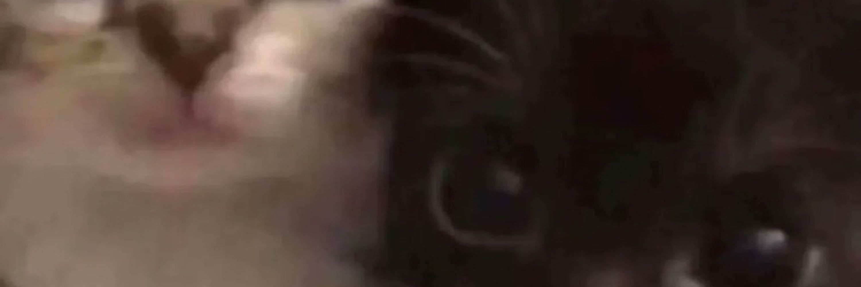 Papa Pussy
