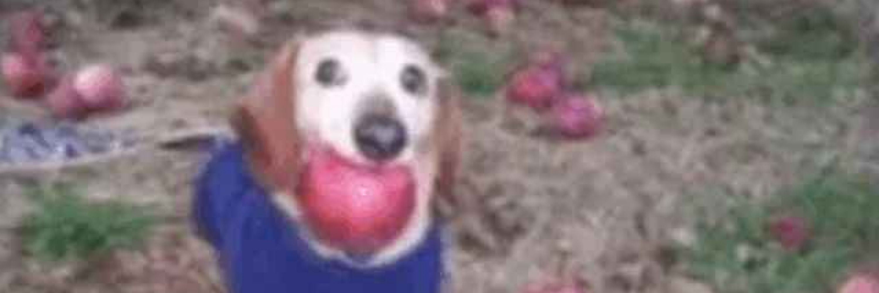 El