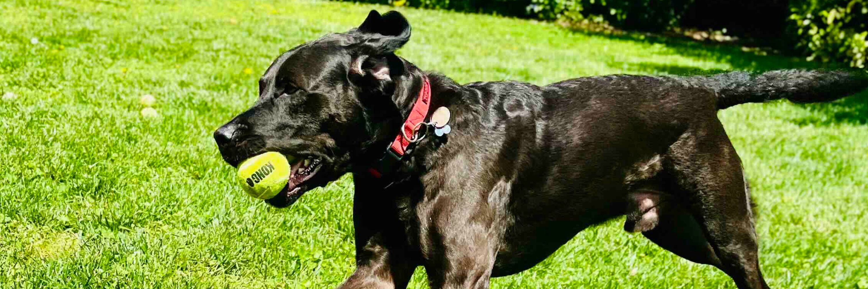Zeus the Black Lab