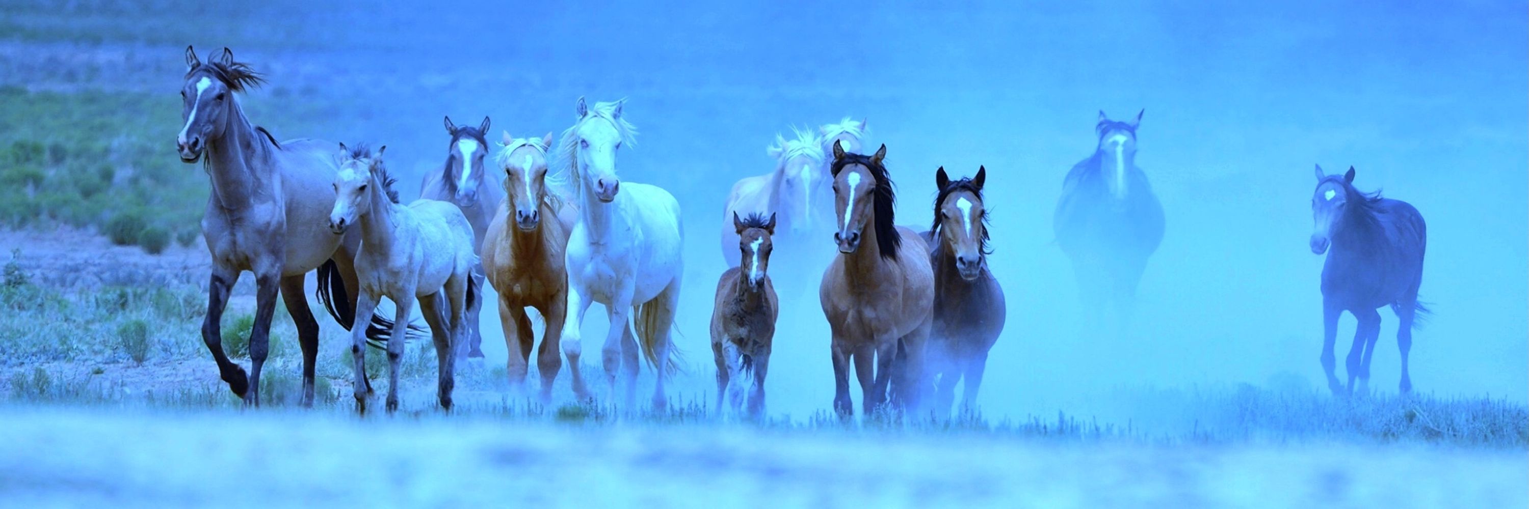 BlueEquus