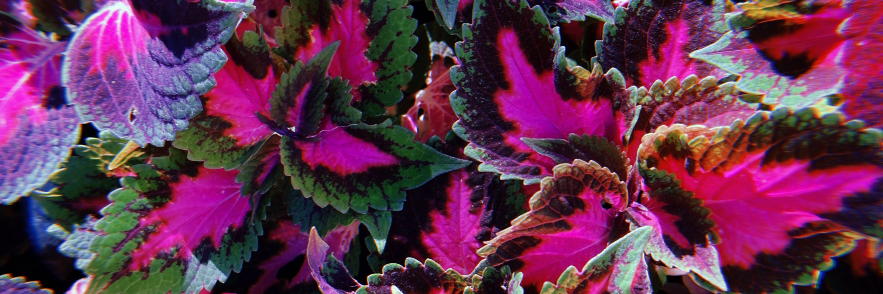 CelestialCells