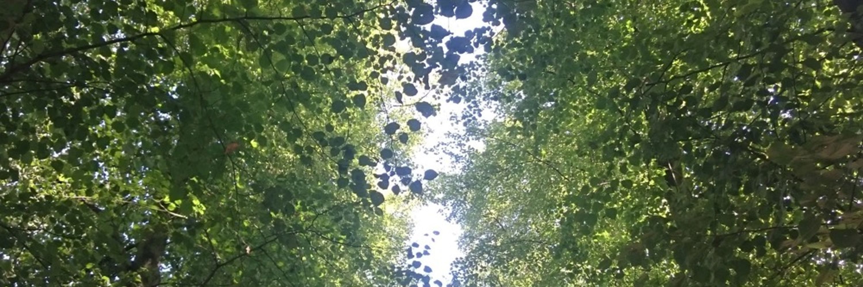 Forme de vie d'intérieur🌱