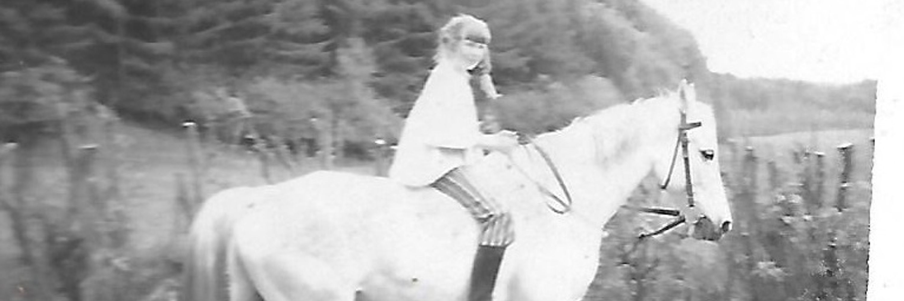Dolphijn