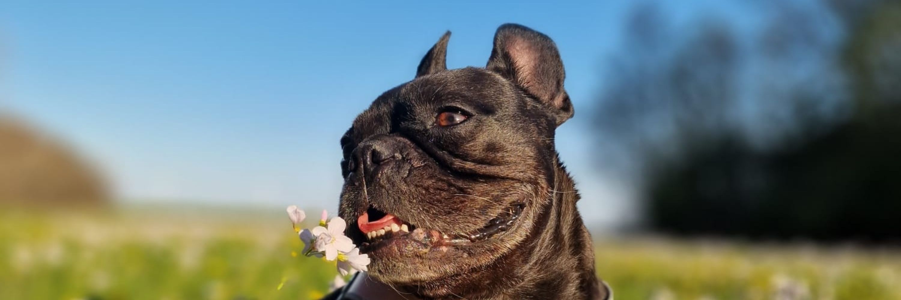 Mi 🦋💖☕️🐾🌸