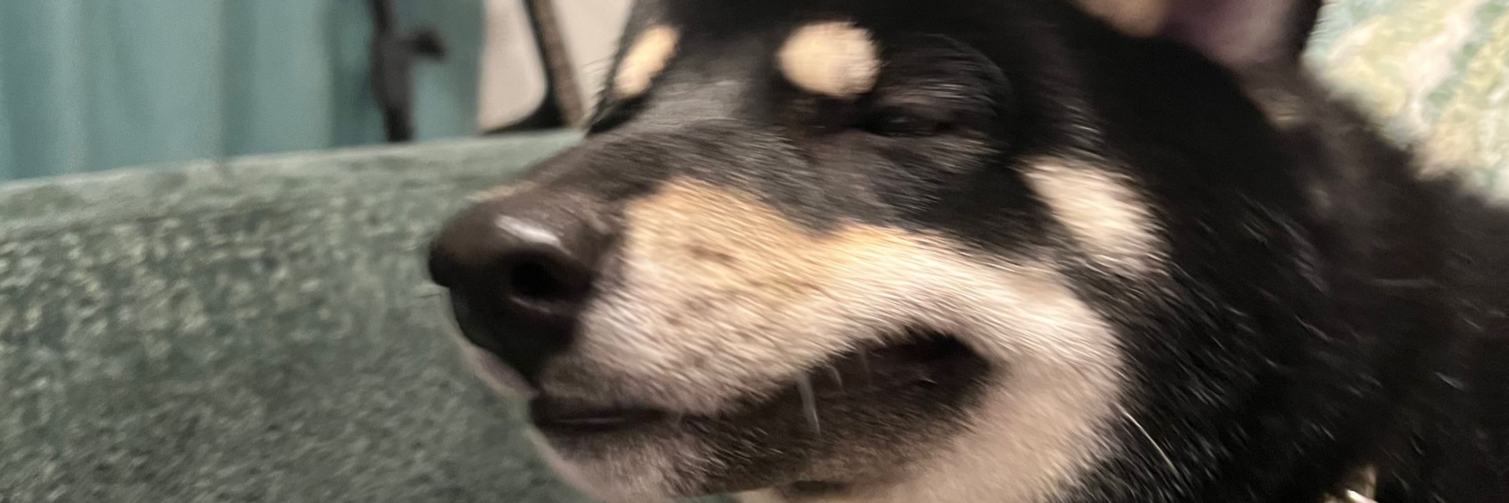 まひお