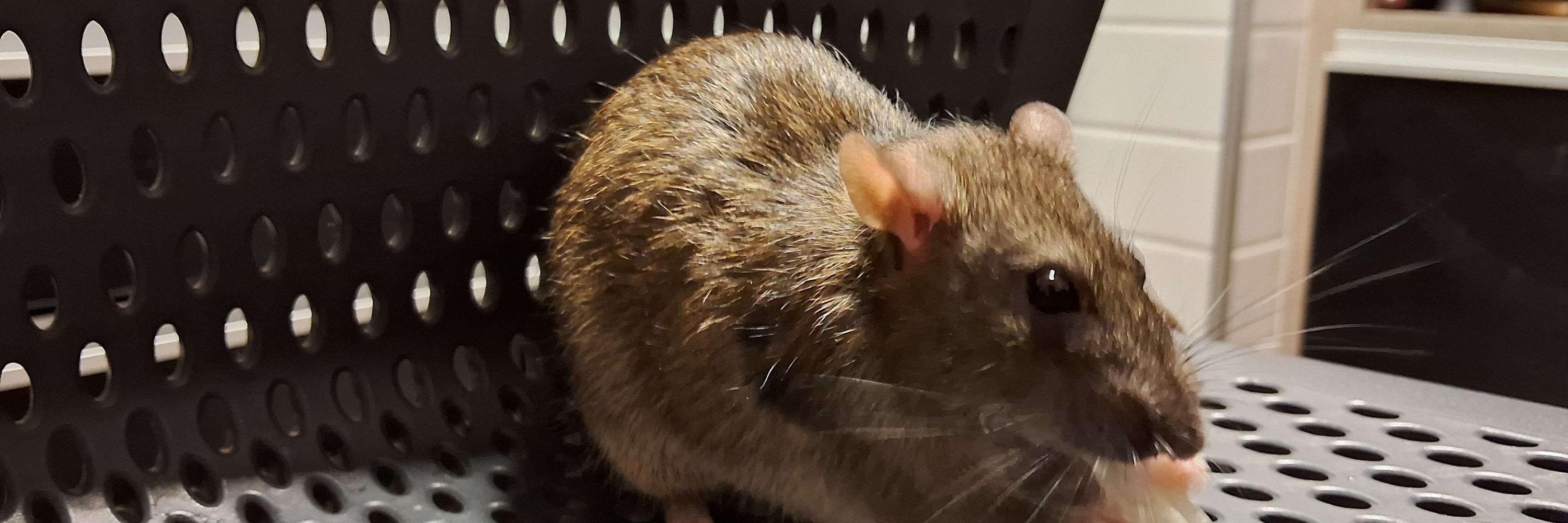 Ham