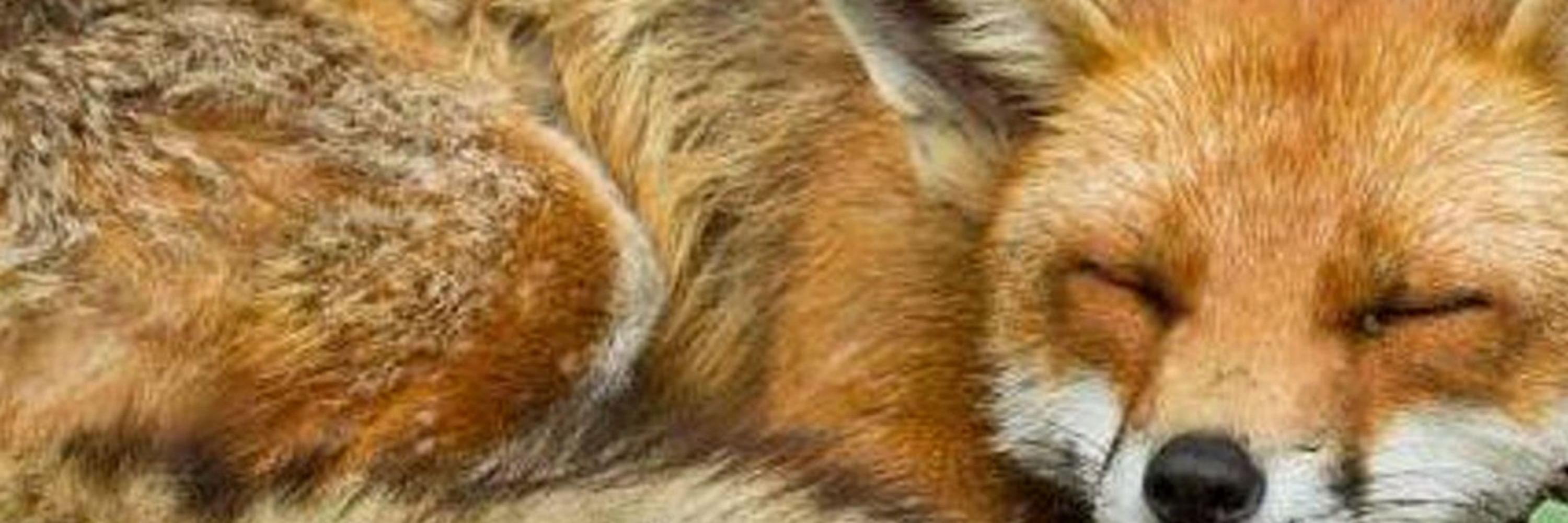 @PboroHuntSabs
