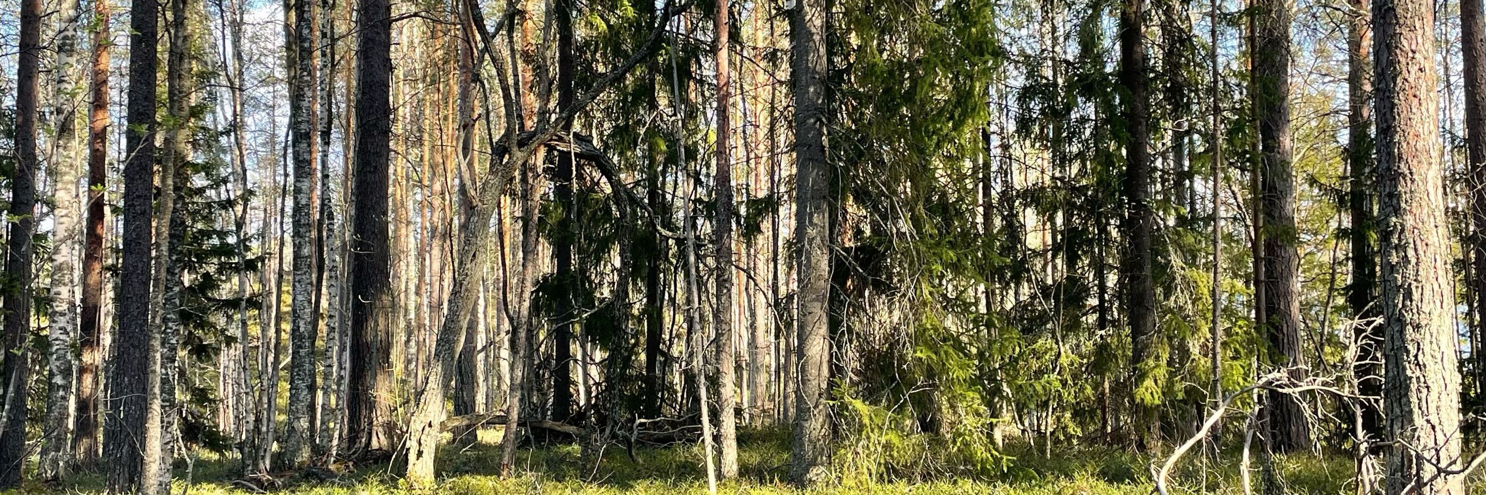 Annukka Valkeapää