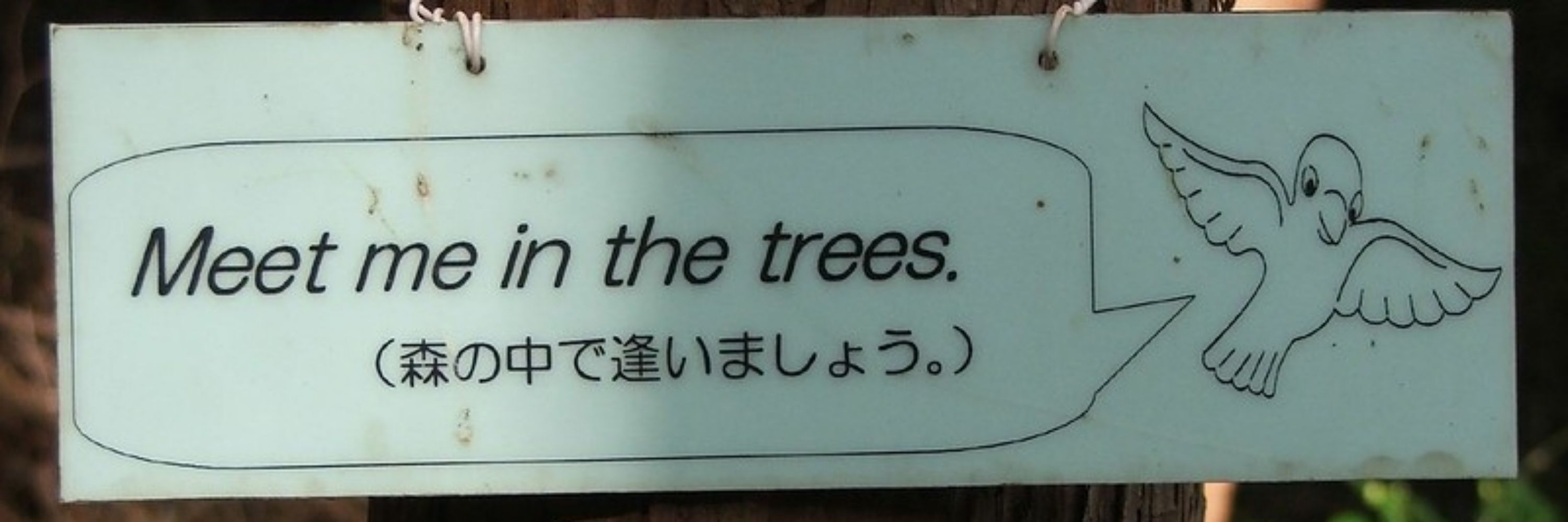 🍅 ฅ≽(•⩊ •マ≼