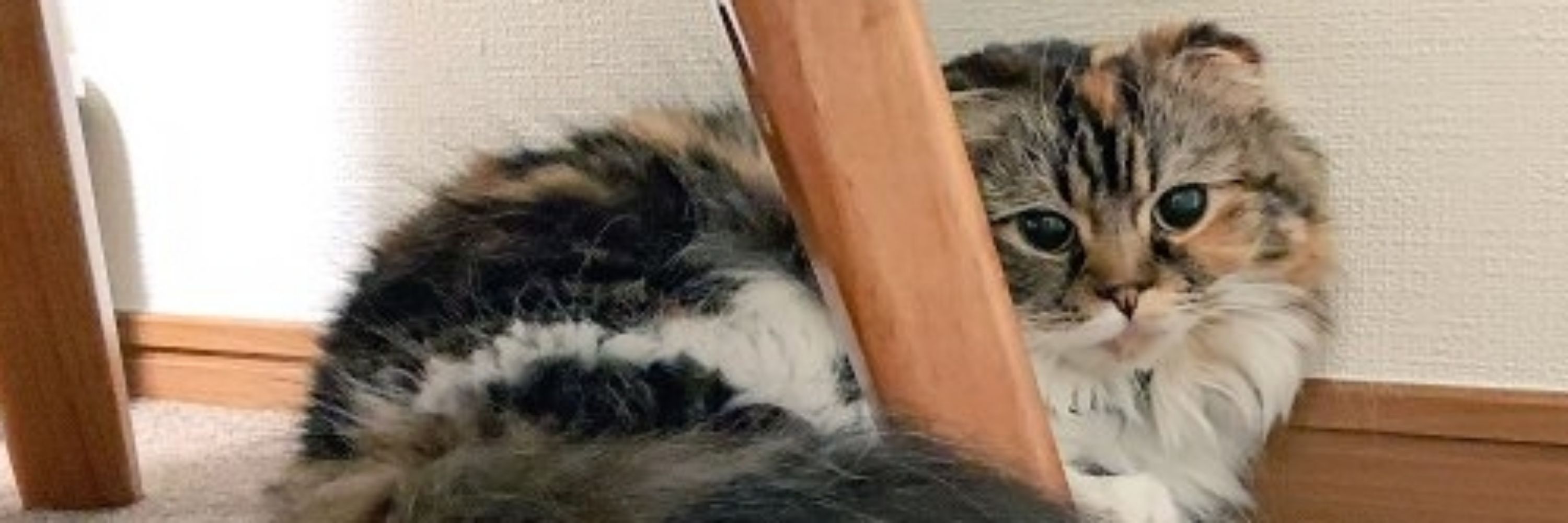 ぬこなんなん