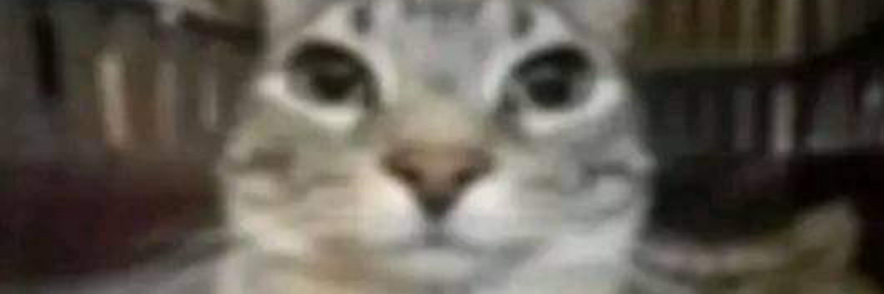 訪問者Ｘ。🐦‍⬛