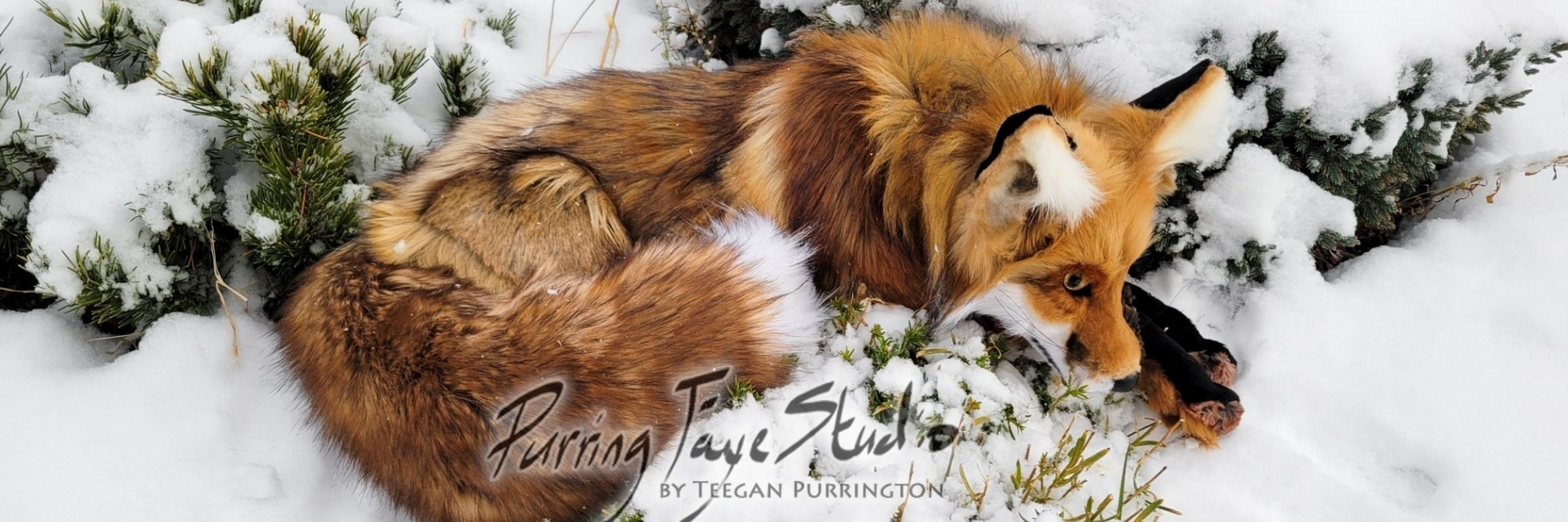 Purring Faye Studio