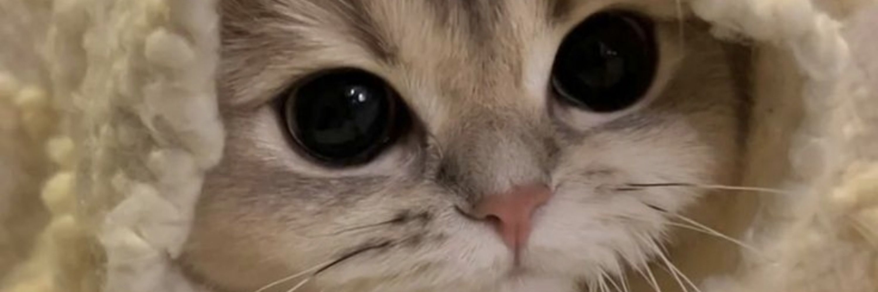 ╰ᘏᗢﾃｨﾃｨ