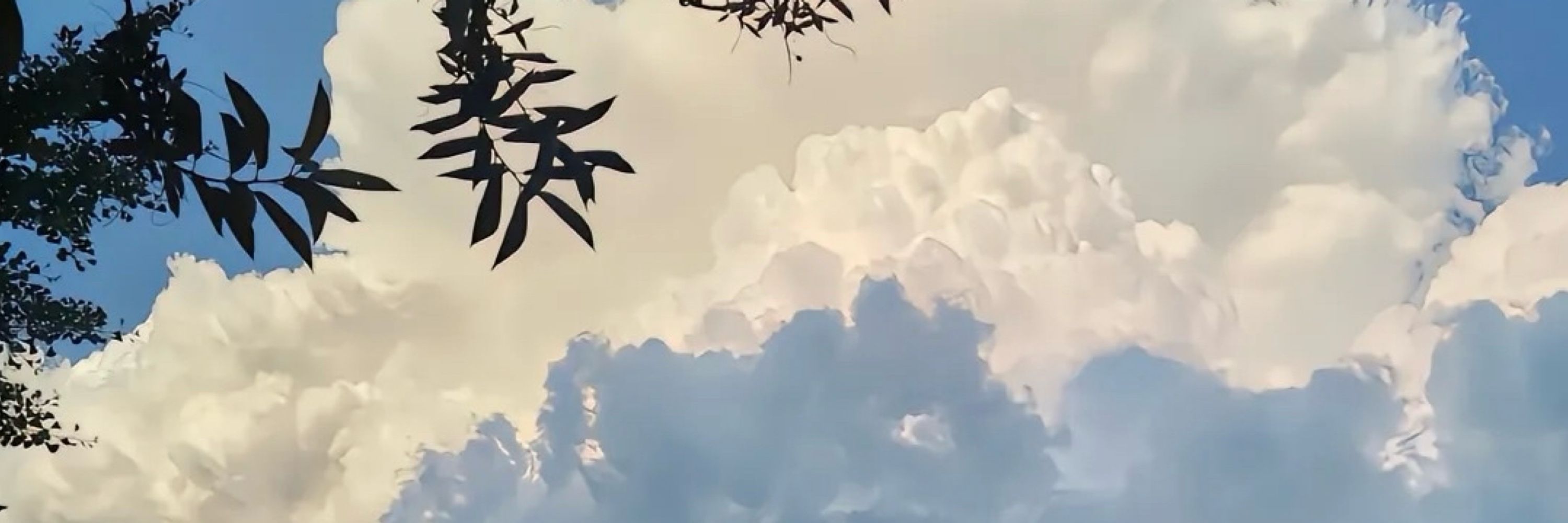 白.