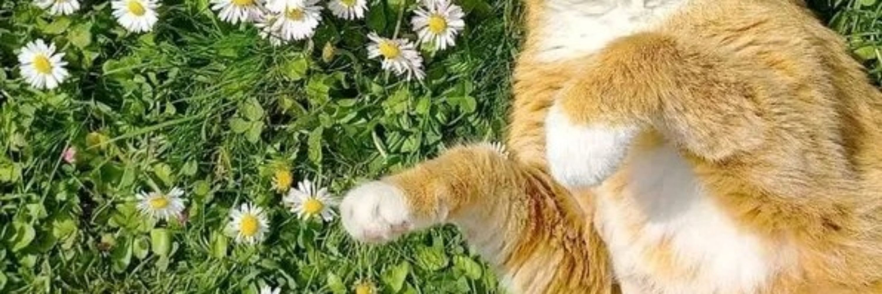 🐾
