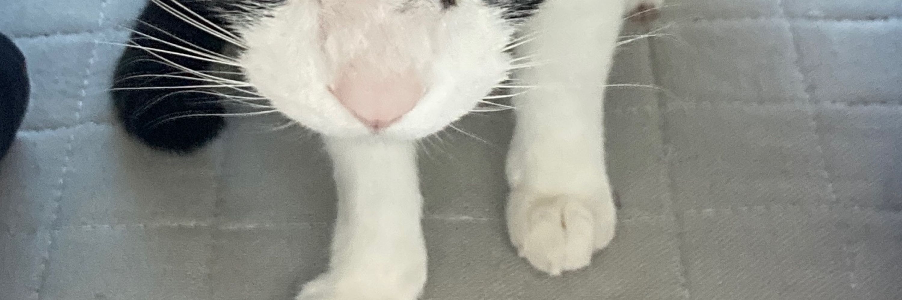 みひろ