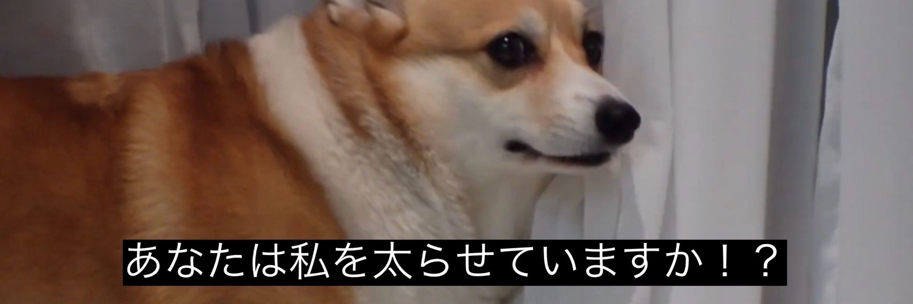 ごまめふく