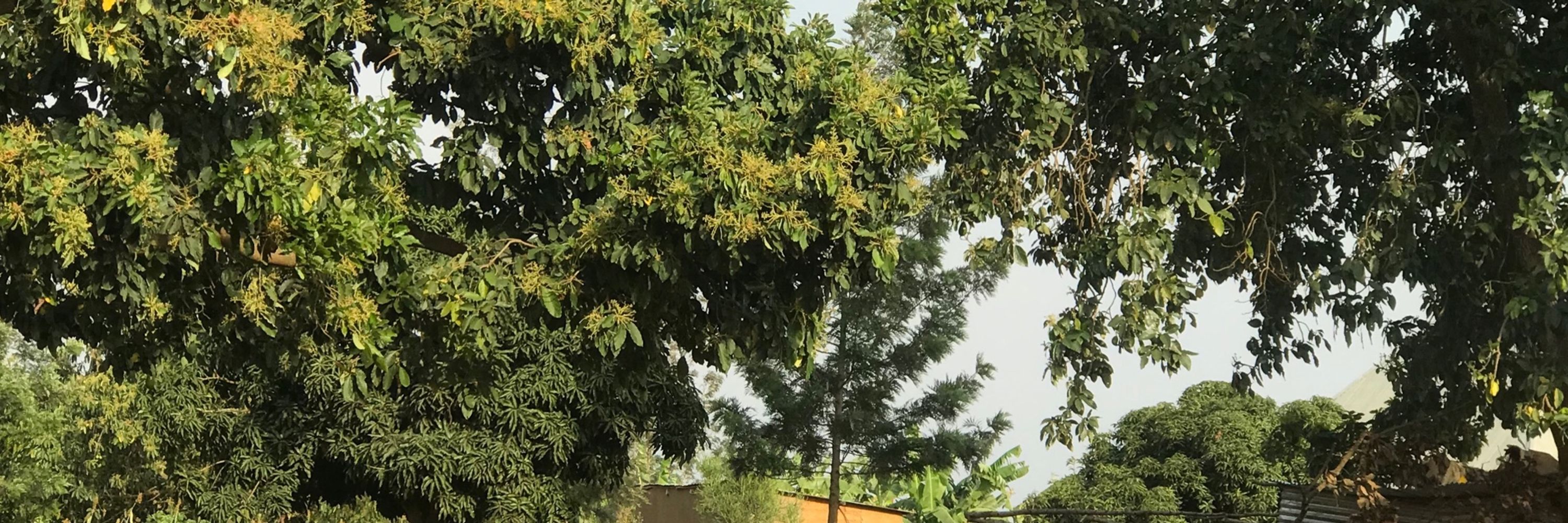 Coladabey