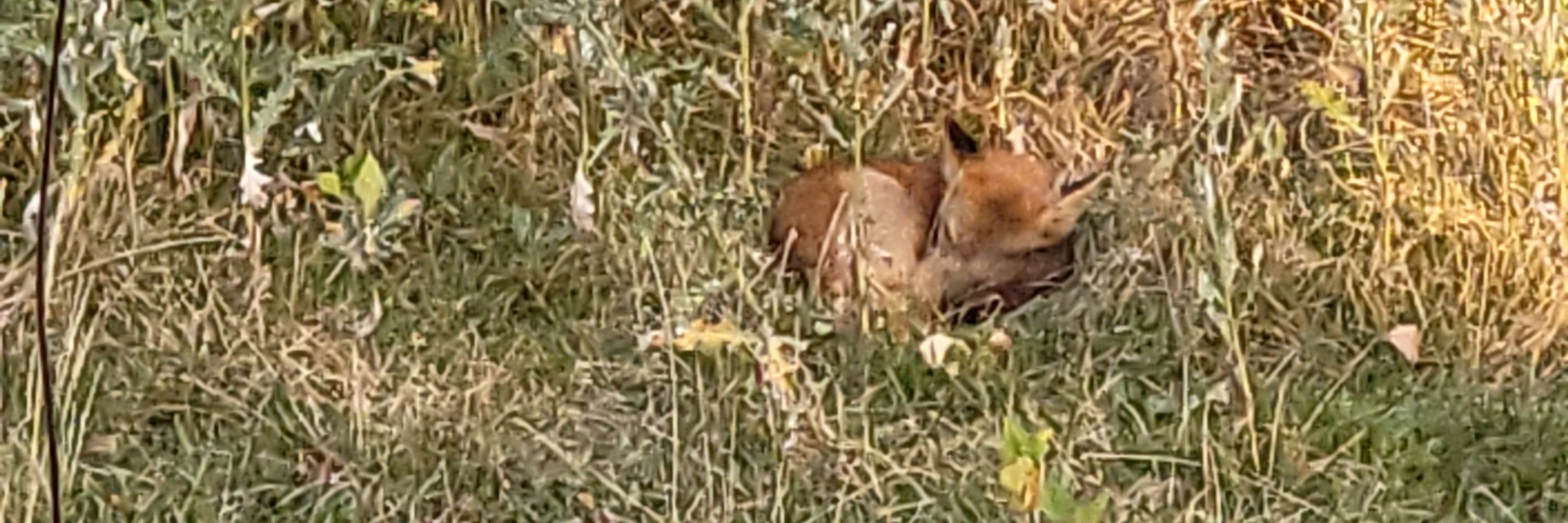 Mo Fox