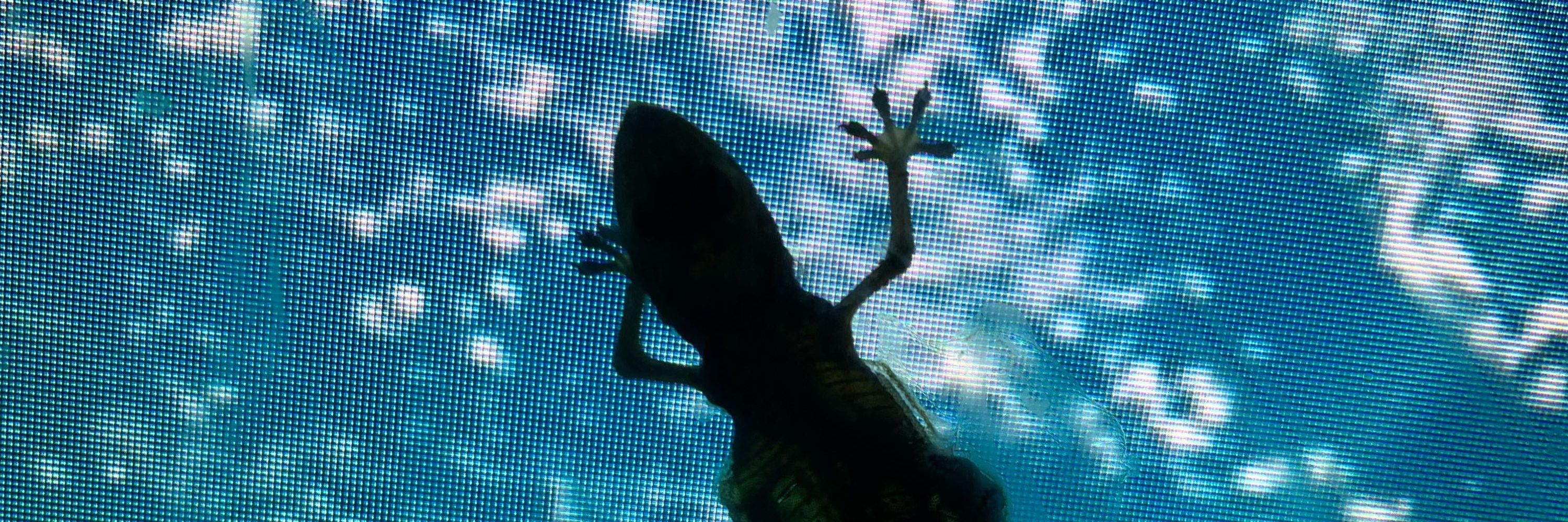 CACA 