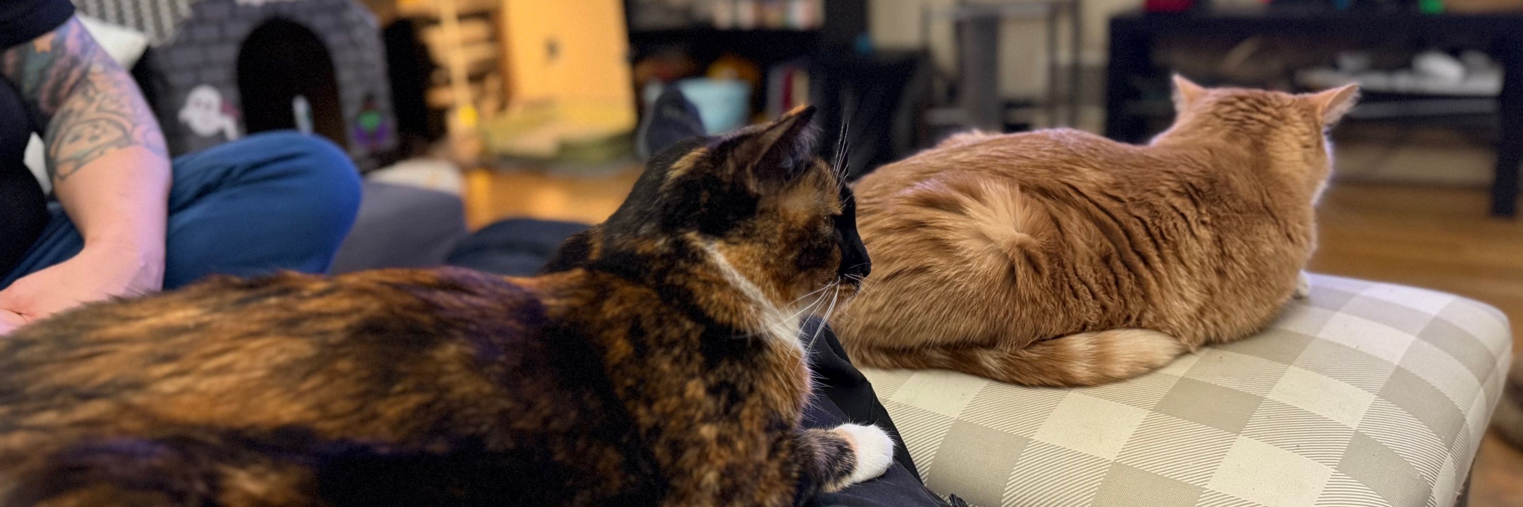 Orange Cat and The Other One