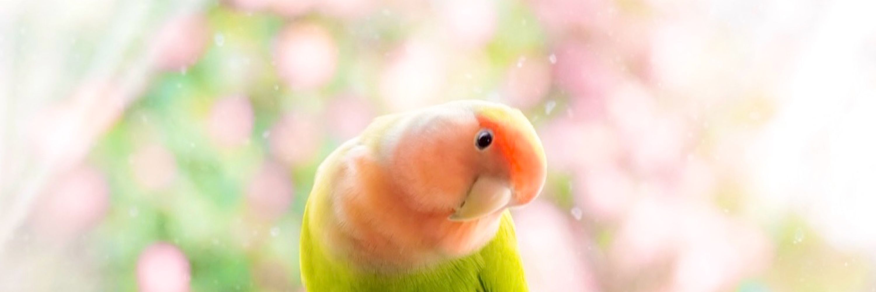 ざをり