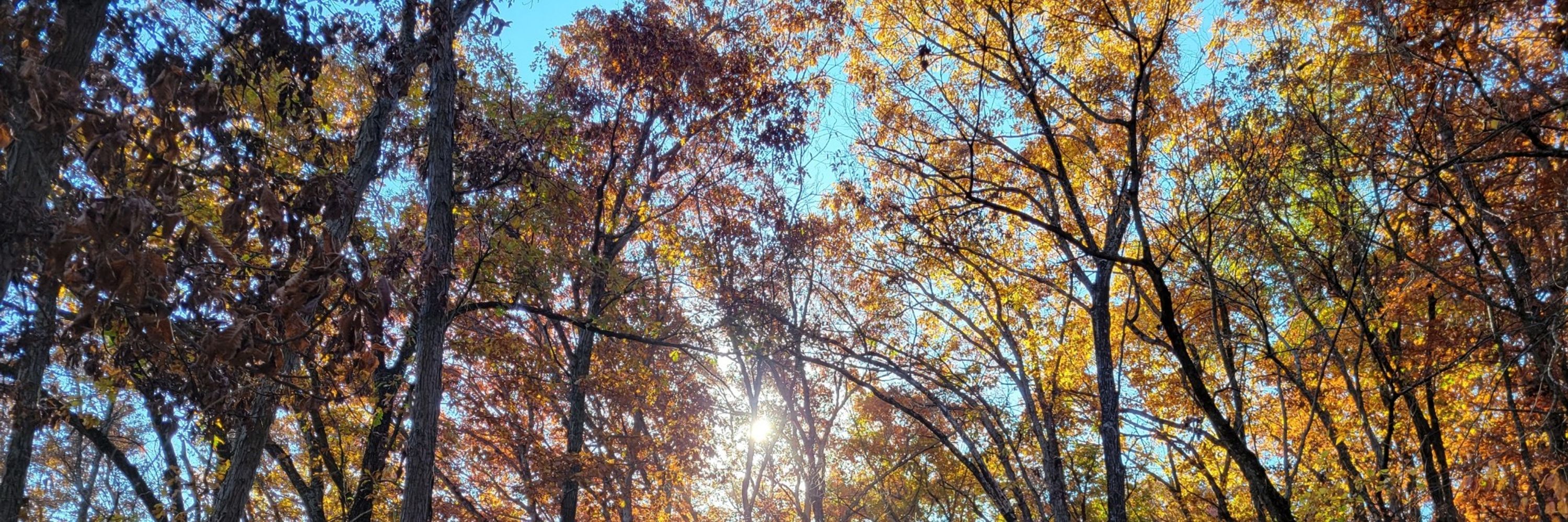Orchard