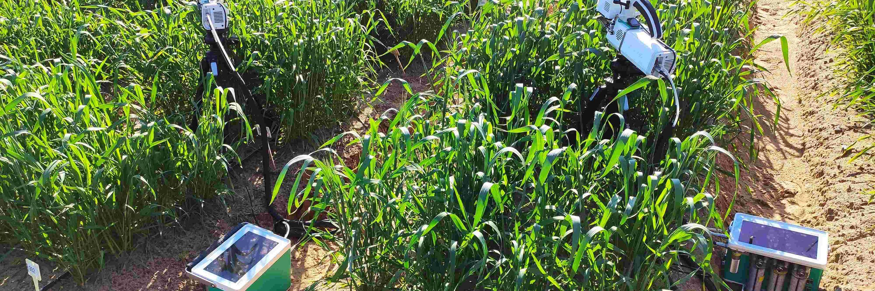 Future Crops for Carbon Farming