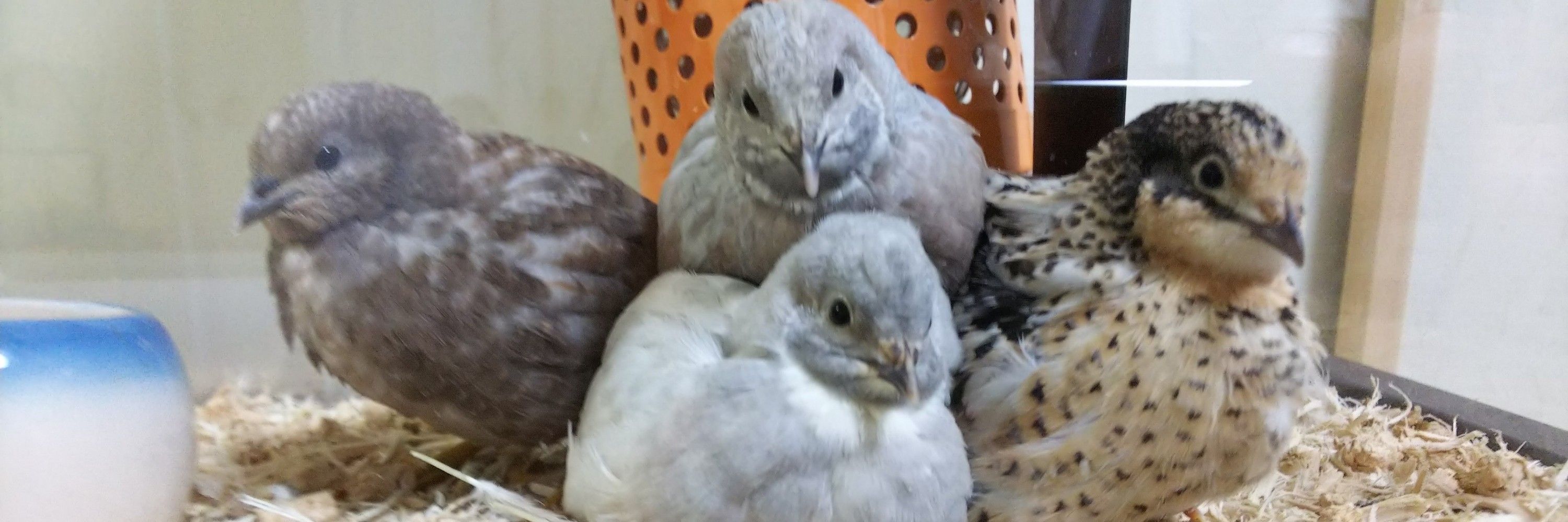 うずらの飼い主。