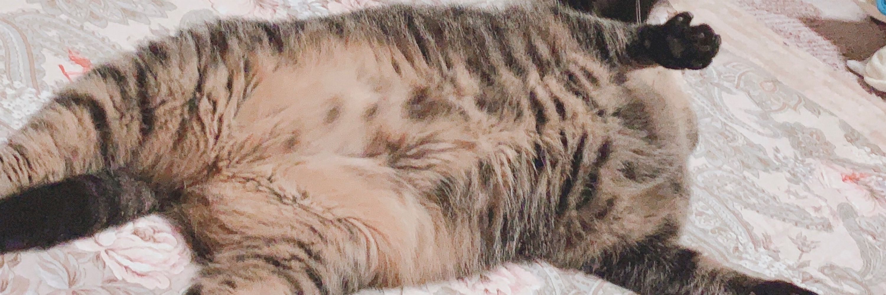 ( ㆁᴗㆁ ぴ )🌗