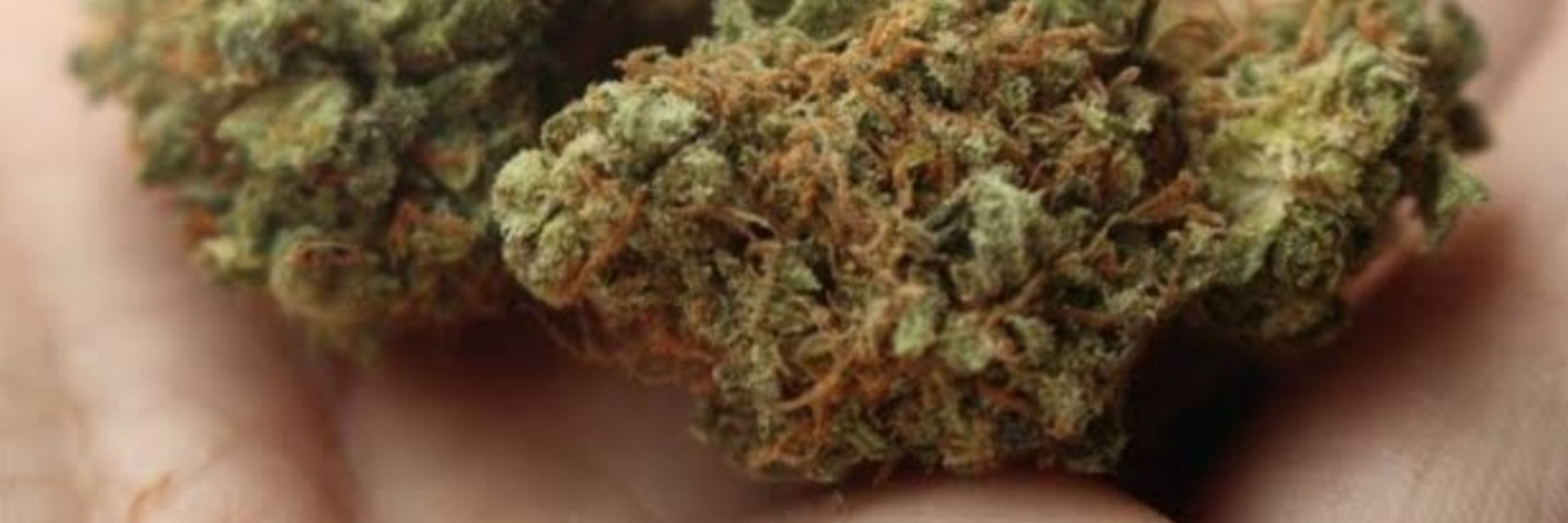Maconheiro safado